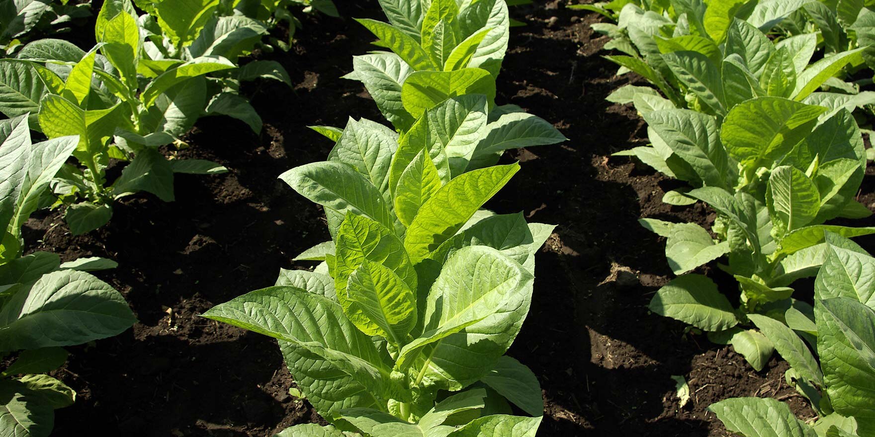 Mehrere Reihen von Tabakpflanzen auf Feld